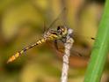 Nannophya australis male-1853